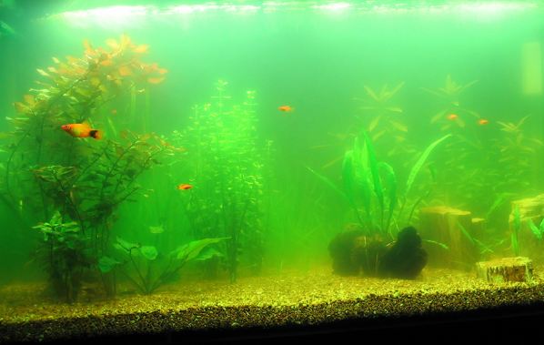 Aquarium Algae Fish