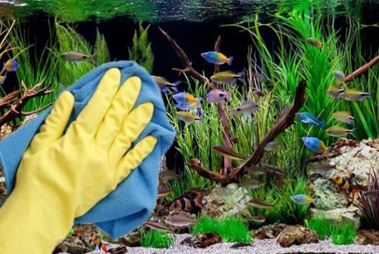 Aquarium Cleaning : Pet Tips