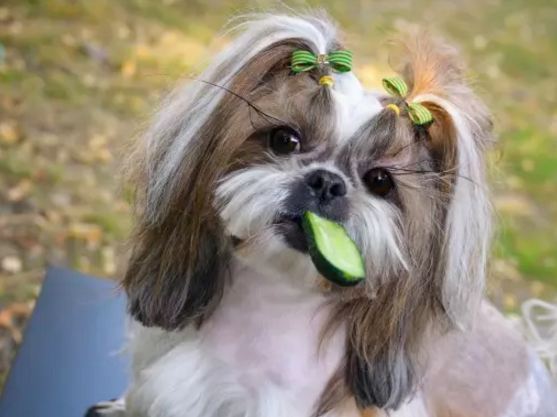 Are Cucumbers Good for Dogs