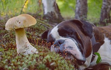 Are Mushrooms Bad for Dogs