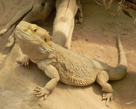 Bearded Dragon – Care And Keeping