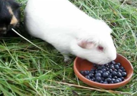 Can Guinea Pigs Eat Blueberries
