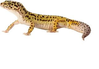 How Long do Leopard Geckos Live?