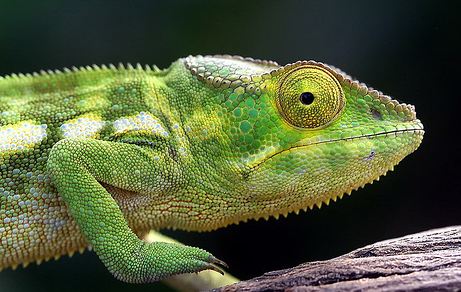 How Long do Chameleons Live