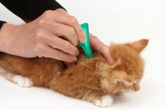 How Long does it take for Flea Medicine to Work