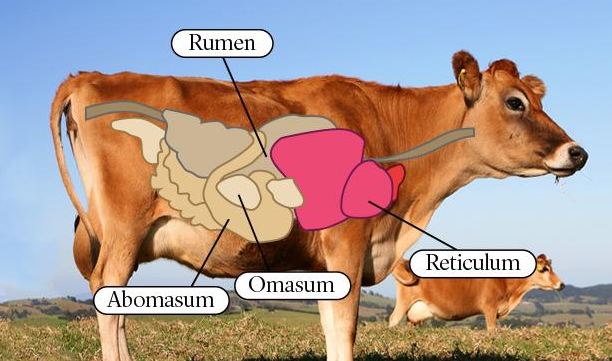 How Many Stomachs does a Cow Have