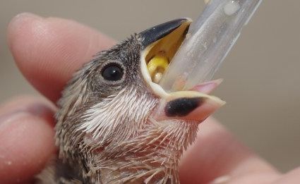 How to Feed a Baby Bird