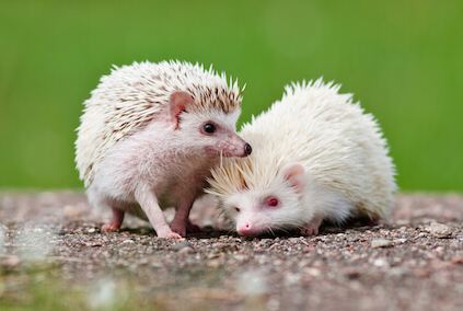 How to Take Care of a Hedgehog