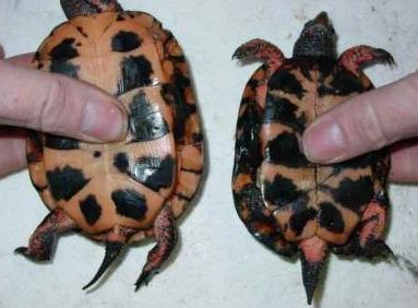 How to Tell the Difference between Male and Female Turtles
