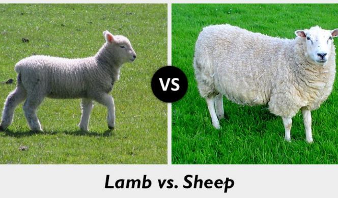 What is the Difference between Lamb and Sheep