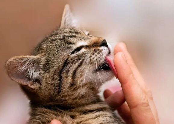 what does it mean when a cat licks you