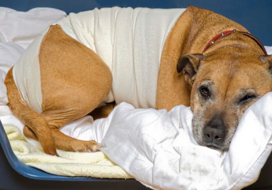 Caring for Dog After Spay Surgery