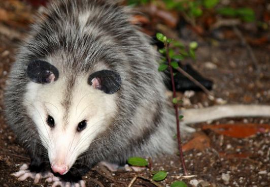 How to Get Rid of Possums in the Yard