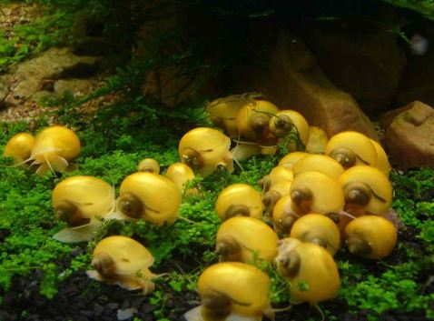 How to Get Rid of Snails in Aquarium