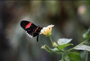 How to Preserve a Butterfly