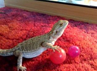 Toys for Bearded Dragons