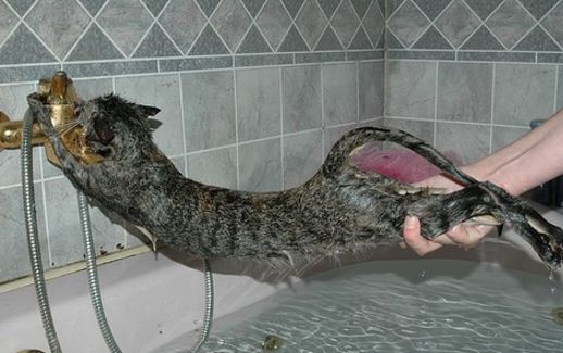 Best Way to Give a Cat a Bath