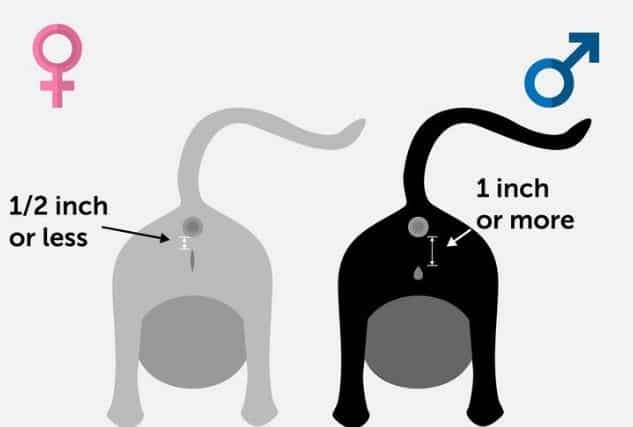How to Tell if a Kitten is Male or Female