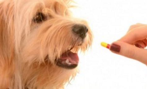 Oral Flea Medication for Dogs