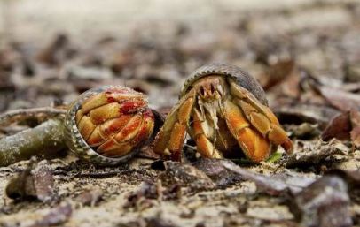What do Hermit Crabs Eat in the Wild