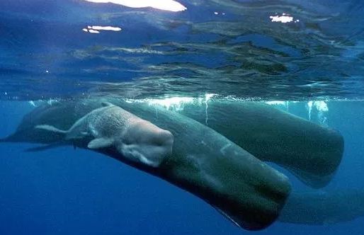 How Long can Whales Hold their Breath