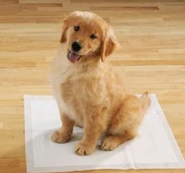 How to Clean Up Dog Poop on Carpet