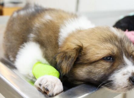 How to Clean an Infected Wound on a Dog