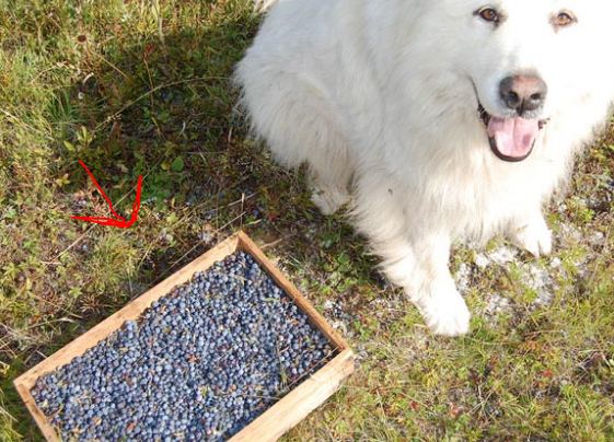 Are Blueberries Bad for Dogs