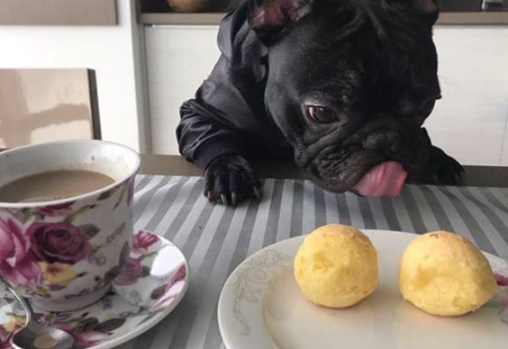Best Puppy Food for French Bulldog