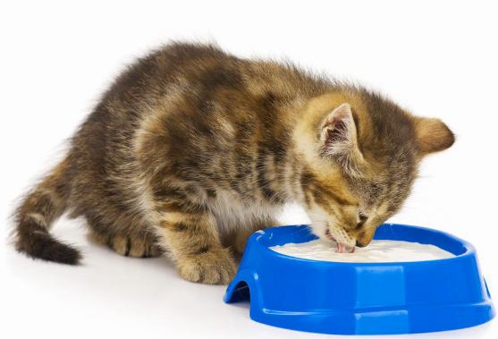 Can Cats Eat Yogurt