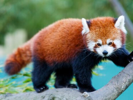 Do you know the Red Panda?