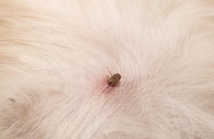 How to Remove a Tick from a Dog