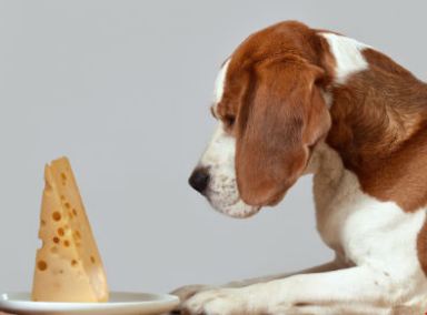 Is Cheese Bad for Dogs
