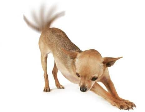 Why do Dogs Wag their Tails