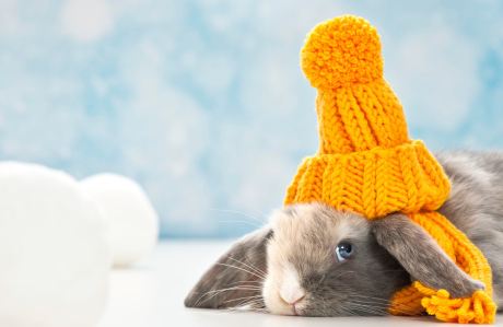 How to Keep Rabbit Warm in Winter