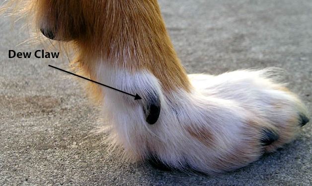 Why do Dogs have Dew Claws