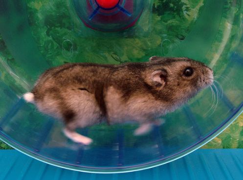 How to Train a Hamster to Ride on the Swivel Wheel