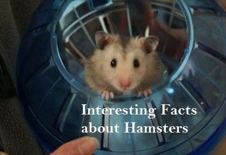 Interesting Facts about Hamsters