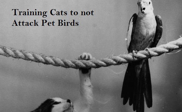 Training Cats to not Attack Pet Birds