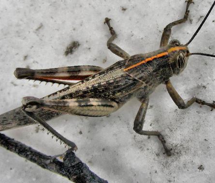 How to Remove Grasshoppers from Plants