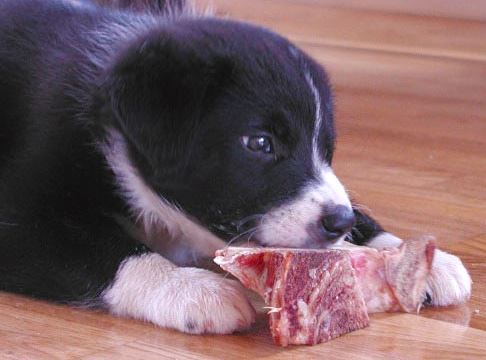 Can a Dog Eat Raw Meat