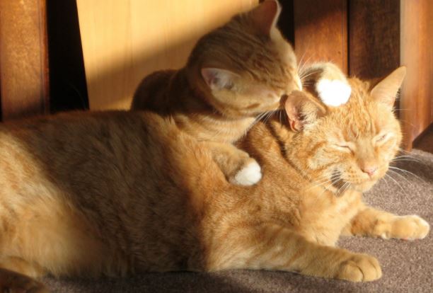 Why do Cats Lick each Other
