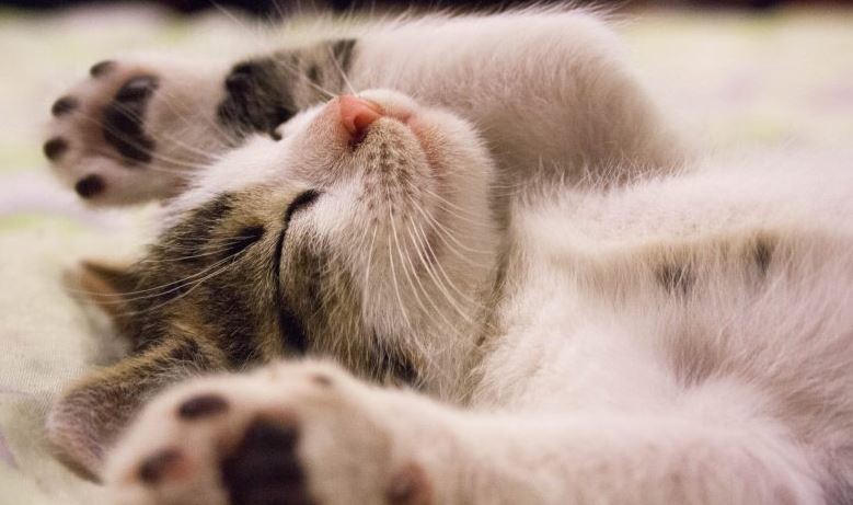How Many Hours does a Kitten Sleep?