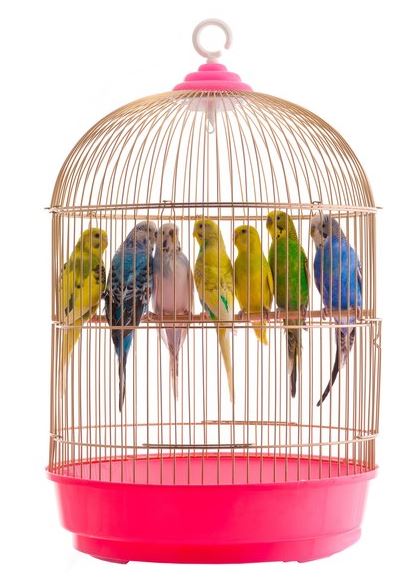 How to Choose The Ideal Cage for Your Parakeet