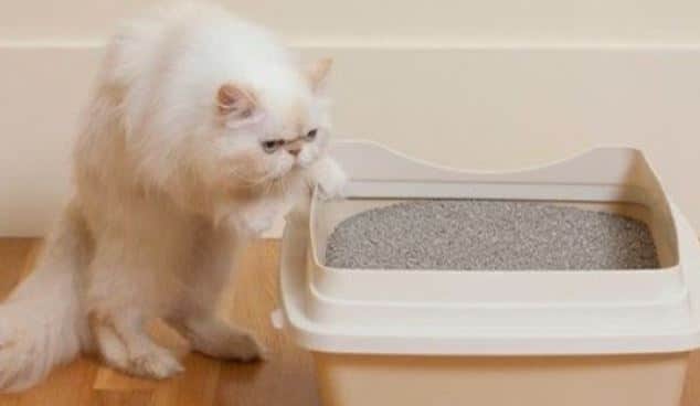 How to Control The Smell of Your Kitten's Litter Box