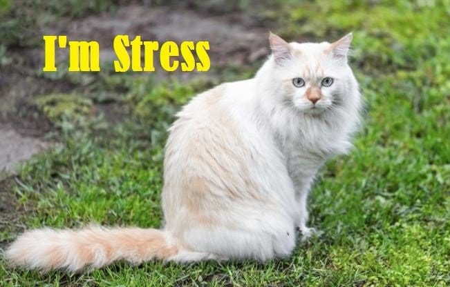 How to Identify a Stressed Cat? Check out 7 signs