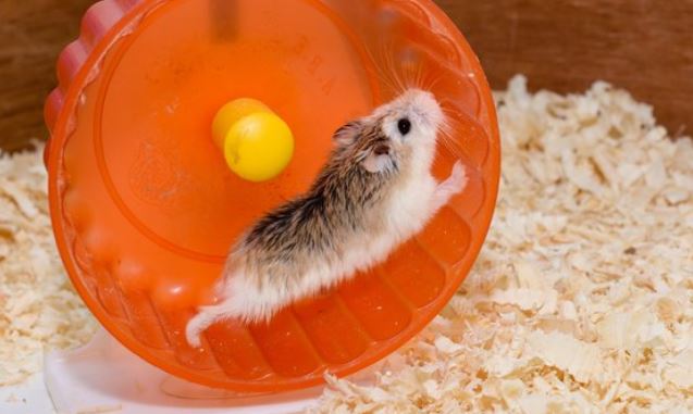How to Play with Your Hamster In and Out of The Cage