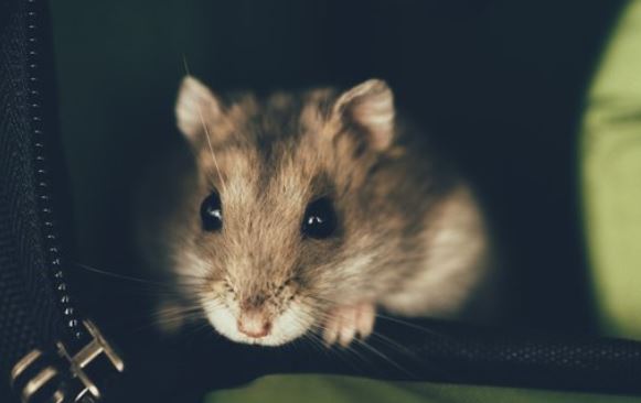 Did Your Hamster Get Away from The Cage? Learn What to do to Find it