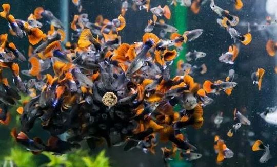 How to Care Guppy Fish