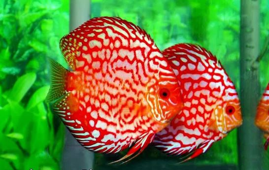 How to Keep Discus Fish Healthy